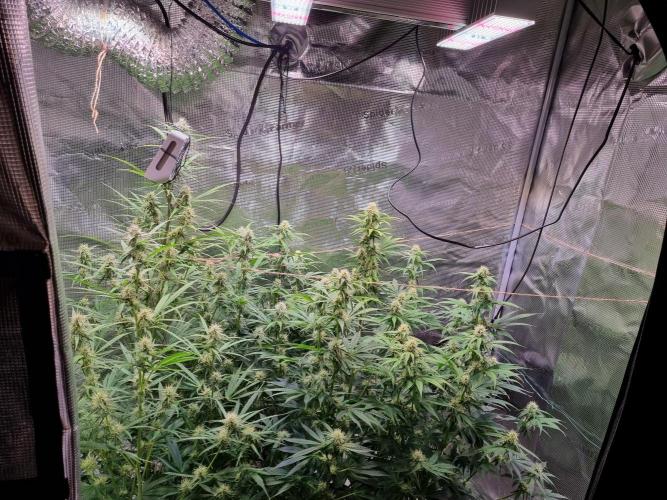 My Zoe Runtz F1 Hybrid Auto (Zamnesia). Week 9