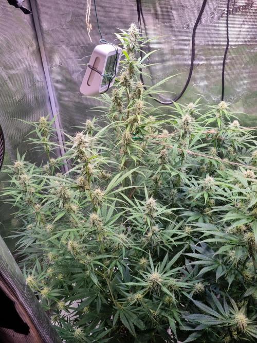 My Zoe Wurlz F1 Hybrid  Auto (Zamnesia). Week 9