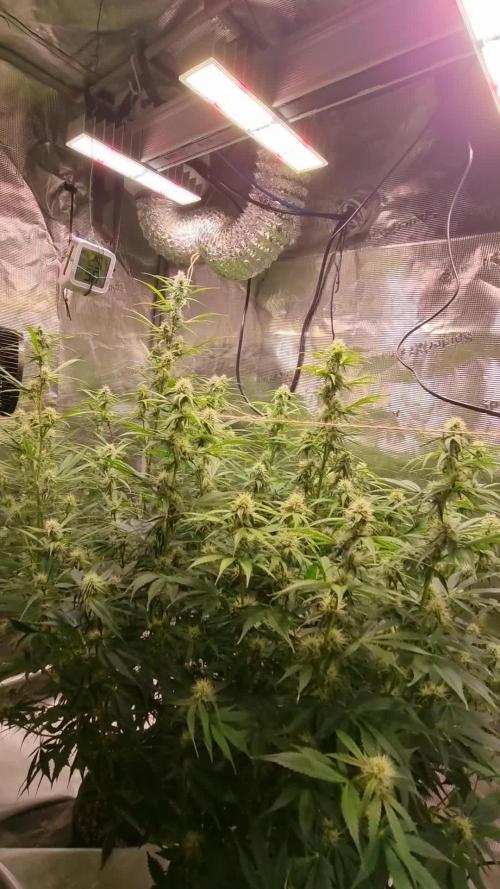 My Zoe Wurlz F1 Hybrid  Auto (Zamnesia)