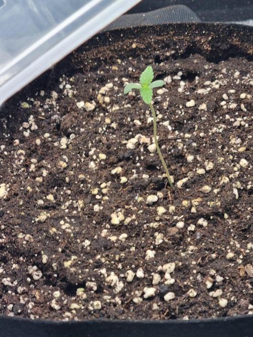 My Zoe Purple Queen Automatic (RQS). Week 1