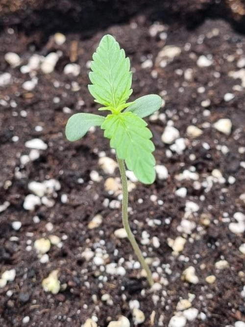 My Zoe Purple Queen Automatic (RQS). Week 2