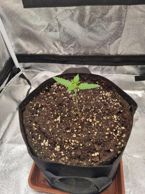 My Zoe Purple Queen Automatic (RQS). Week 2 - Tag 10