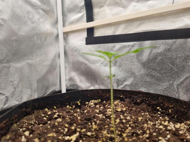 My Zoe Purple Queen Automatic (RQS). Week 2 - Tag 10