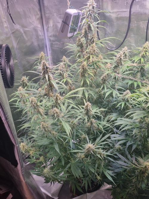 My Zoe Wurlz F1 Hybrid  Auto (Zamnesia). Week 10