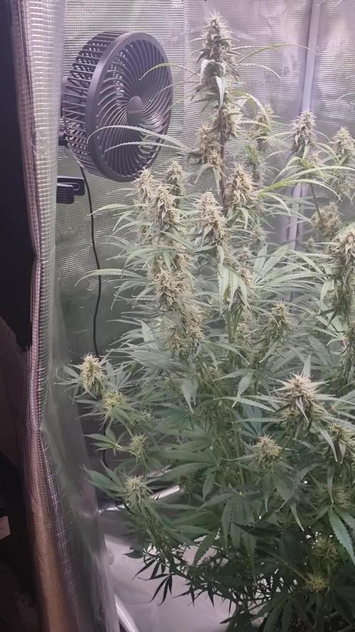 My Zoe Runtz F1 Hybrid Auto (Zamnesia)