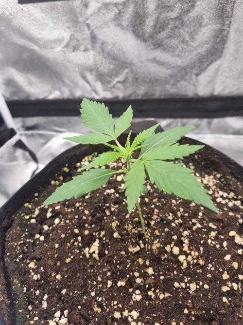 My Zoe Purple Queen Automatic (RQS). Week 3