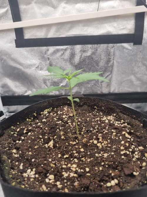 My Zoe Purple Queen Automatic (RQS). Week 3