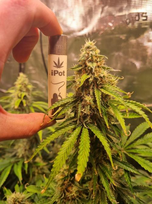 My Zoe Runtz F1 Hybrid Auto (Zamnesia). Week 10