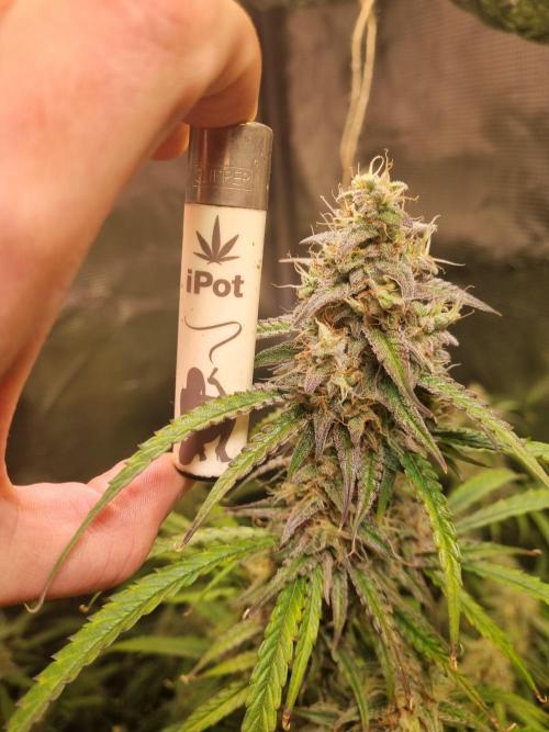 My Zoe Wurlz F1 Hybrid  Auto (Zamnesia). Week 10