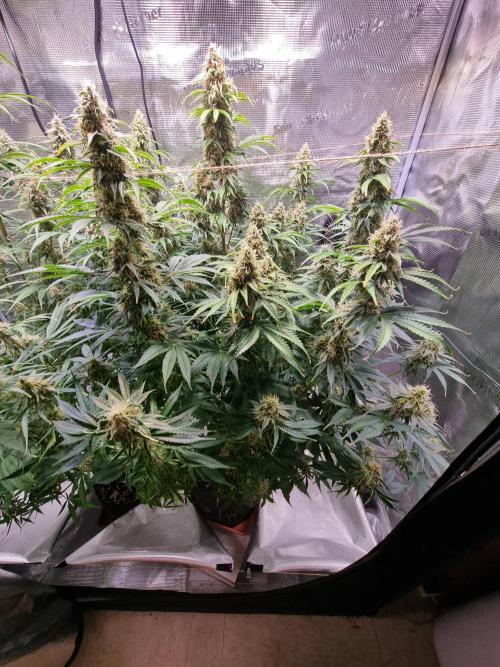 My Zoe Runtz F1 Hybrid Auto (Zamnesia). Week 11