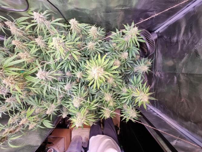 My Zoe Runtz F1 Hybrid Auto (Zamnesia). Week 11