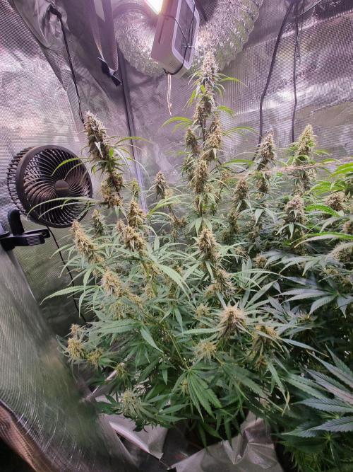 My Zoe Wurlz F1 Hybrid  Auto (Zamnesia). Week 11