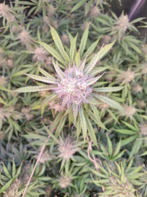 My Zoe Wurlz F1 Hybrid  Auto (Zamnesia). Week 11