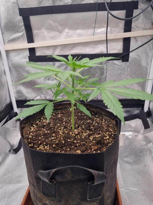 My Zoe Purple Queen Automatic (RQS). Week 4