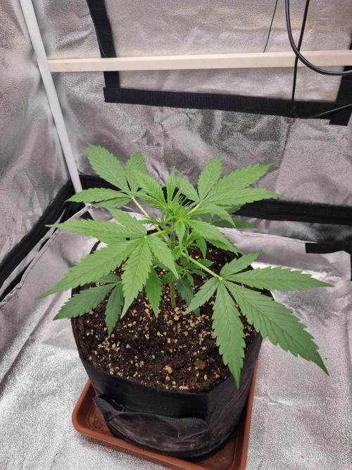 My Zoe Purple Queen Automatic (RQS). Week 4