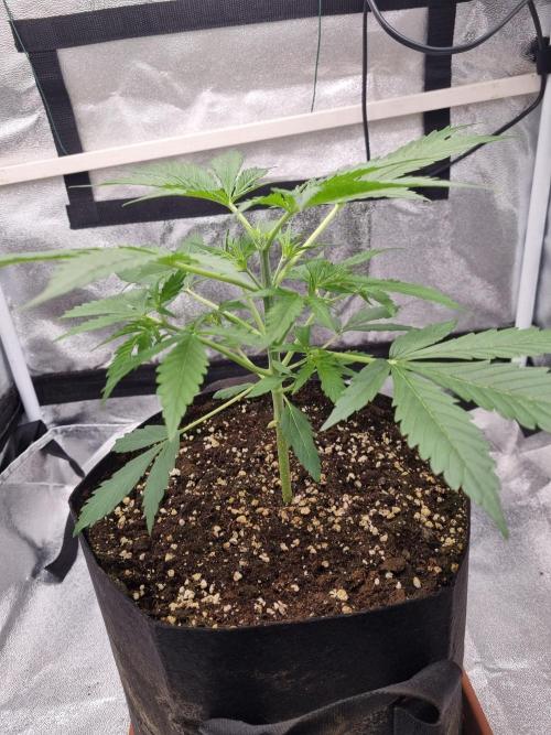 My Zoe Purple Queen Automatic (RQS). Week 4 - Day 26 Topping