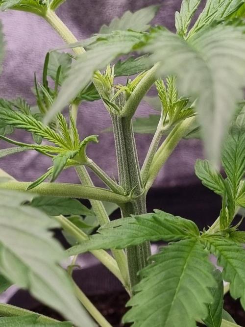 My Zoe Purple Queen Automatic (RQS). Week 4 - Day 26 Topping
