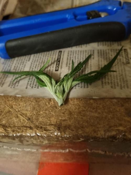 My Zoe Purple Queen Automatic (RQS). Week 4 - Day 26 Topping