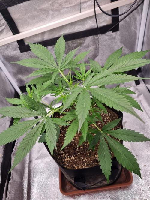 My Zoe Purple Queen Automatic (RQS). Week 4 - Day 28 ongoing grow