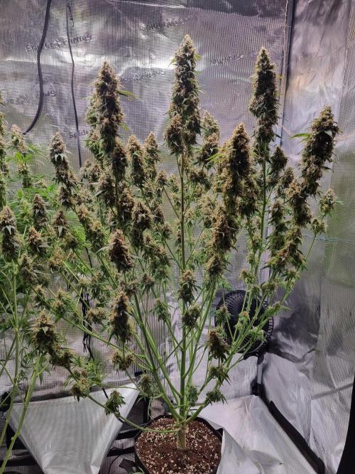 My Zoe Runtz F1 Hybrid Auto (Zamnesia). Week 12 - defoliate 677 gramm of leaves 