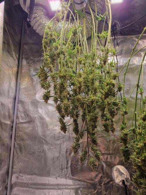 My Zoe Wurlz F1 Hybrid  Auto (Zamnesia). Week 12