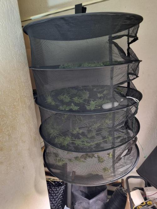 My Zoe Wurlz F1 Hybrid  Auto (Zamnesia). Week 12