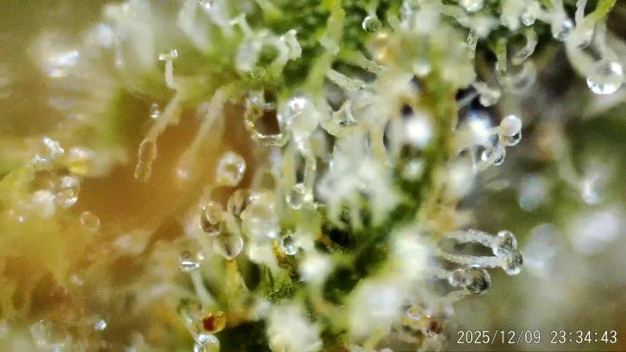 My Zoe Wurlz F1 Hybrid  Auto (Zamnesia)