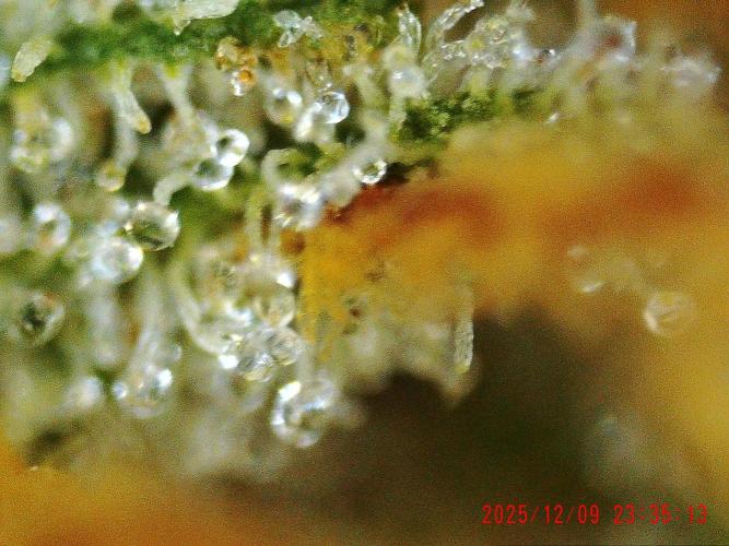 My Zoe Wurlz F1 Hybrid  Auto (Zamnesia). Week 12 - trichome small bud