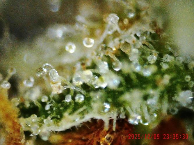 My Zoe Wurlz F1 Hybrid  Auto (Zamnesia). Week 12 - trichome small bud