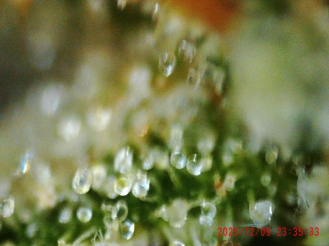 My Zoe Wurlz F1 Hybrid  Auto (Zamnesia). Week 12 - trichome small bud