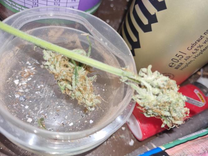 My Zoe Wurlz F1 Hybrid  Auto (Zamnesia). Week 12 - 1.0 both buds, stick 0.45