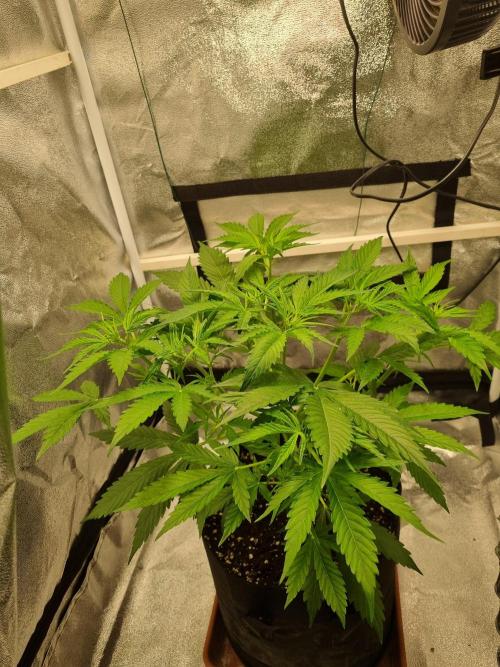 My Zoe Purple Queen Automatic (RQS). Week 5