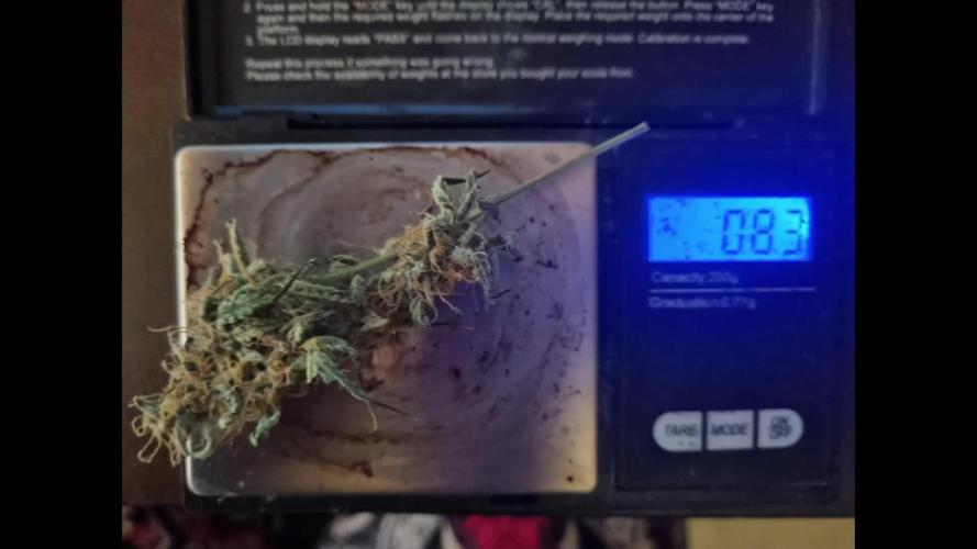 My Zoe Wurlz F1 Hybrid Auto (Zamnesia)