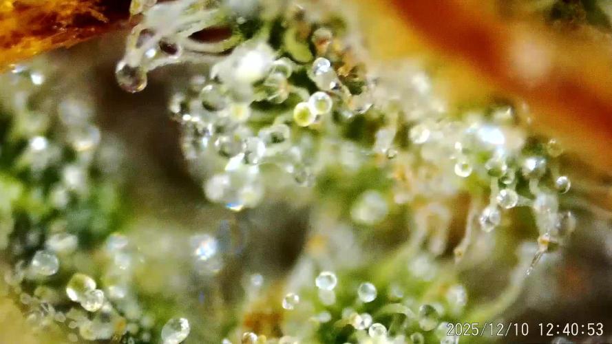 My Zoe Wurlz F1 Hybrid  Auto (Zamnesia)