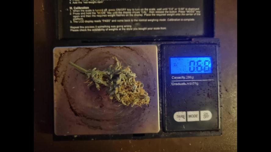 My Zoe Wurlz F1 Hybrid  Auto (Zamnesia)