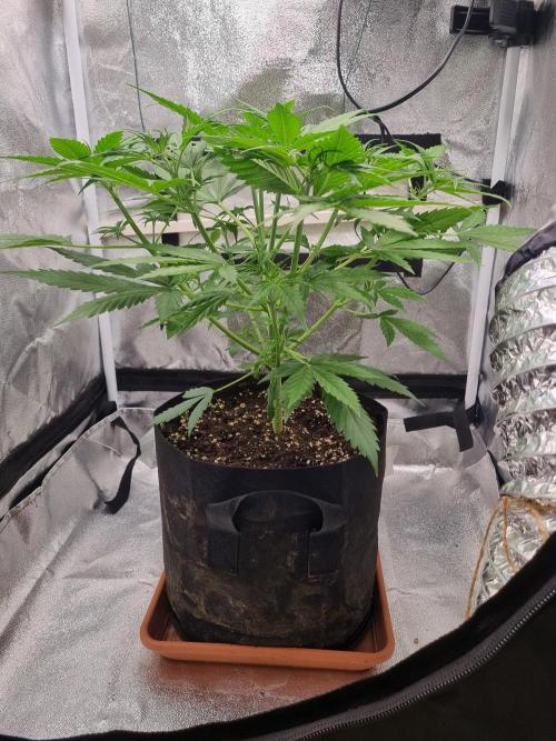 My Zoe Purple Queen Automatic (RQS). Week 5 - Day 32