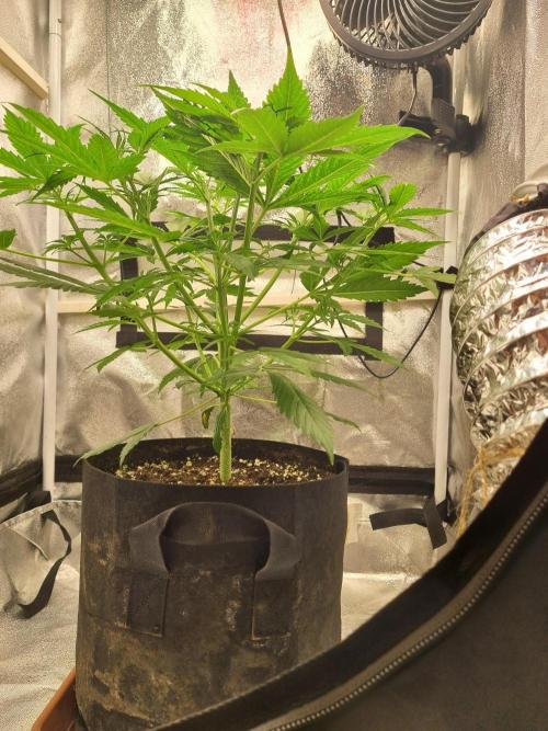 My Zoe Purple Queen Automatic (RQS). Week 5 - Day 32