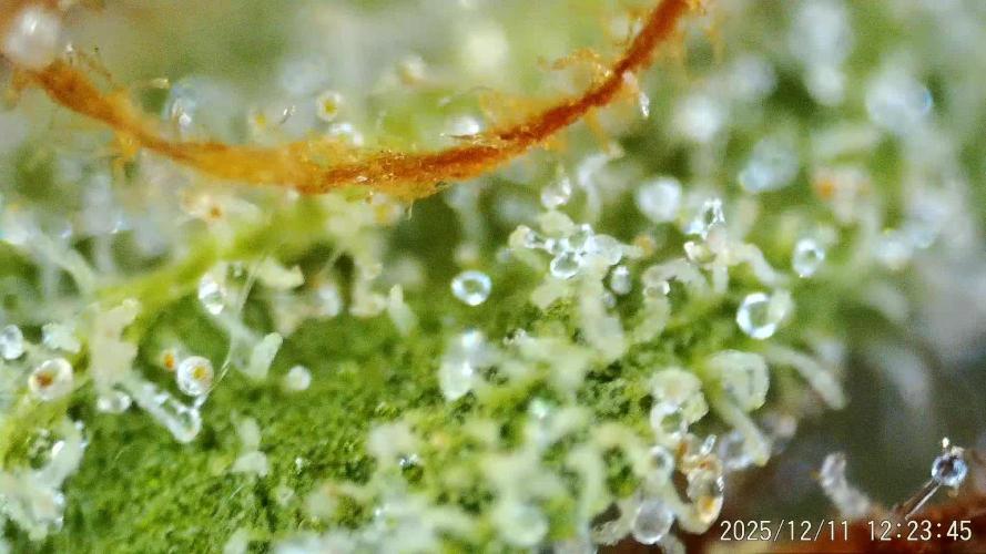 My Zoe Wurlz F1 Hybrid  Auto (Zamnesia)