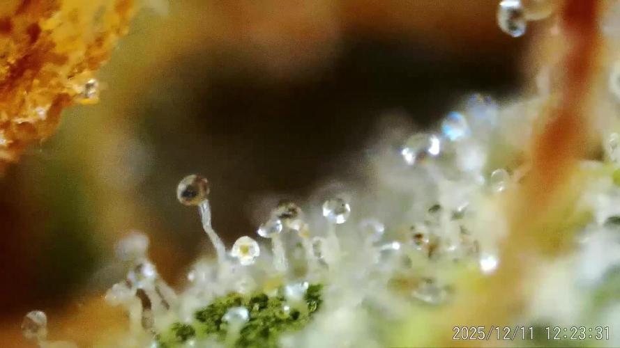 My Zoe Wurlz F1 Hybrid  Auto (Zamnesia)