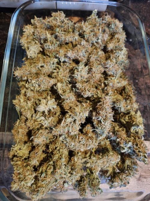 My Zoe Wurlz F1 Hybrid  Auto (Zamnesia). Week 12 - Main Quality