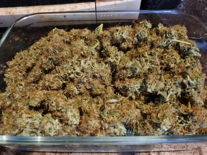 My Zoe Runtz F1 Hybrid Auto (Zamnesia). Week 12 - Main Quality