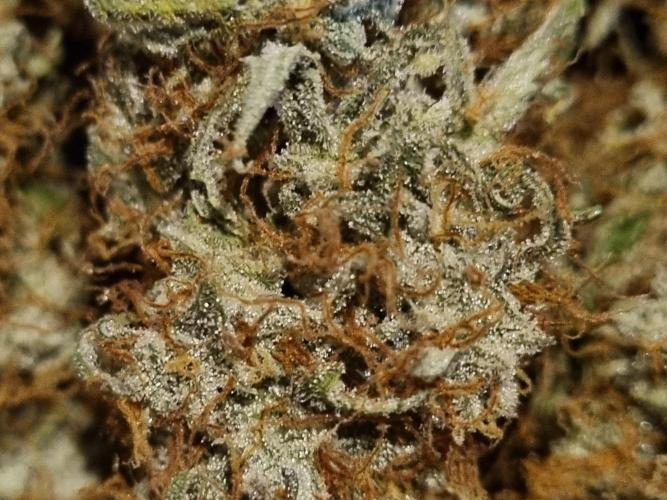 My Zoe Runtz F1 Hybrid Auto (Zamnesia). Week 12 - Main Quality