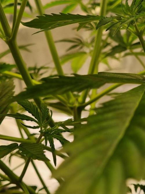 My Zoe Purple Queen Automatic (RQS). Week 5 - zoom topped