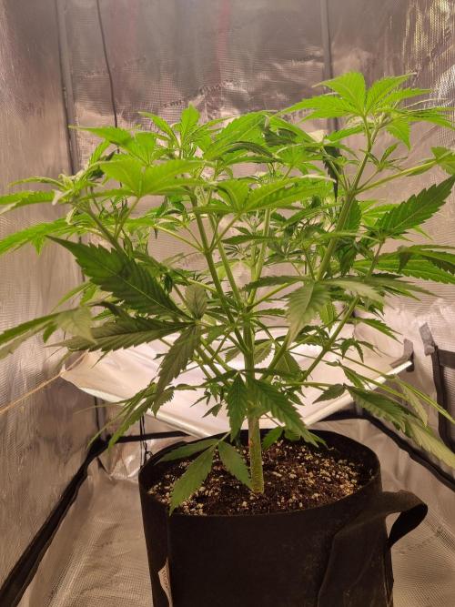 My Zoe Purple Queen Automatic (RQS). Week 5