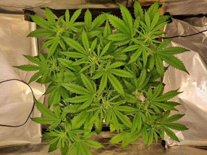 My Zoe Purple Queen Automatic (RQS). Week 6