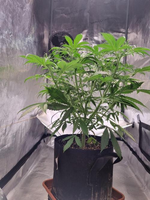 My Zoe Purple Queen Automatic (RQS). Week 6