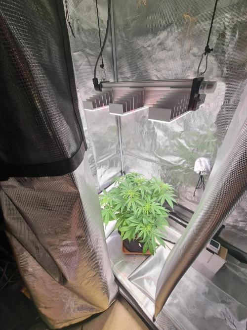 My Zoe Purple Queen Automatic (RQS). Week 6