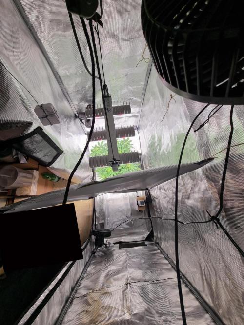 My Zoe Purple Queen Automatic (RQS). Week 6