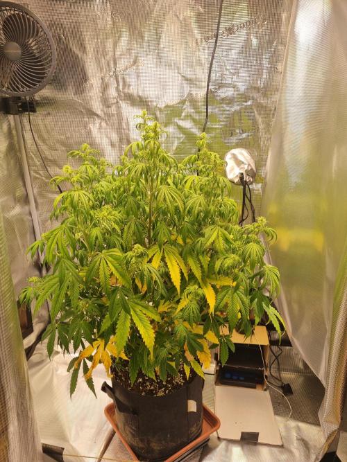 My Zoe Purple Queen Automatic (RQS). Week 8