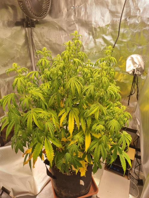 My Zoe Purple Queen Automatic (RQS). Week 8